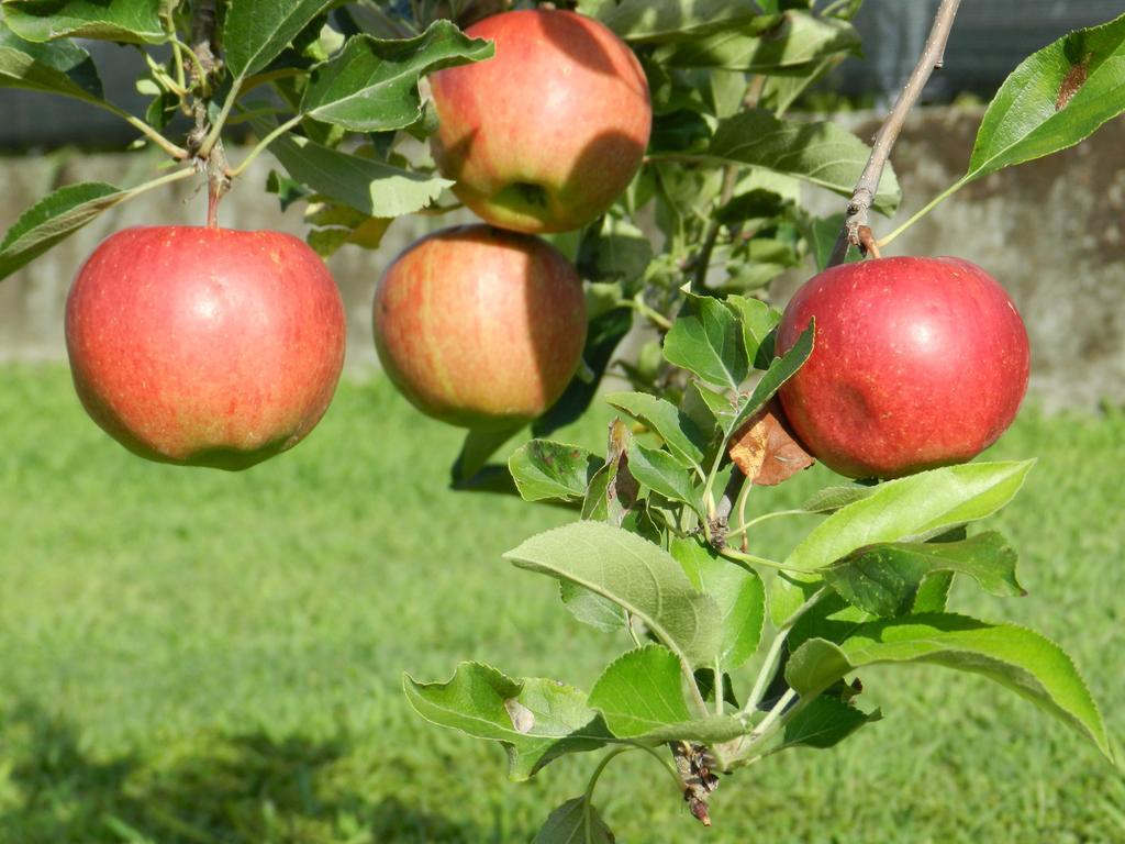 Agriturismo Zio Michele 호텔 이솔라 델라 스칼라 외부 사진