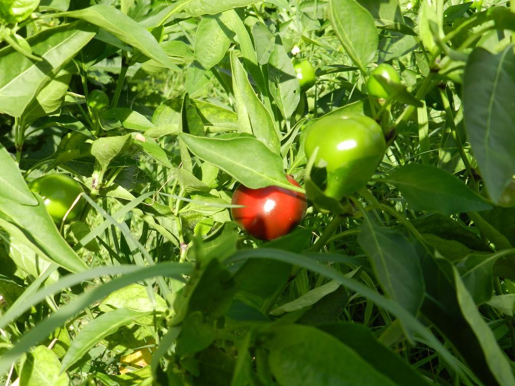 Agriturismo Zio Michele 호텔 이솔라 델라 스칼라 외부 사진